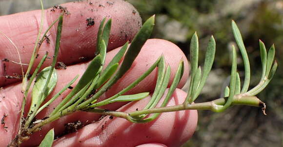 Image of Centella sessilis Adamson