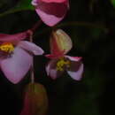 Image of Begonia incarnata Link & Otto