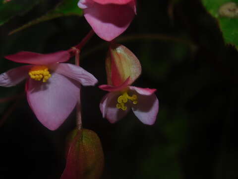 Image of Begonia incarnata Link & Otto