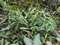 Слика од Nepenthes benstonei C. Clarke