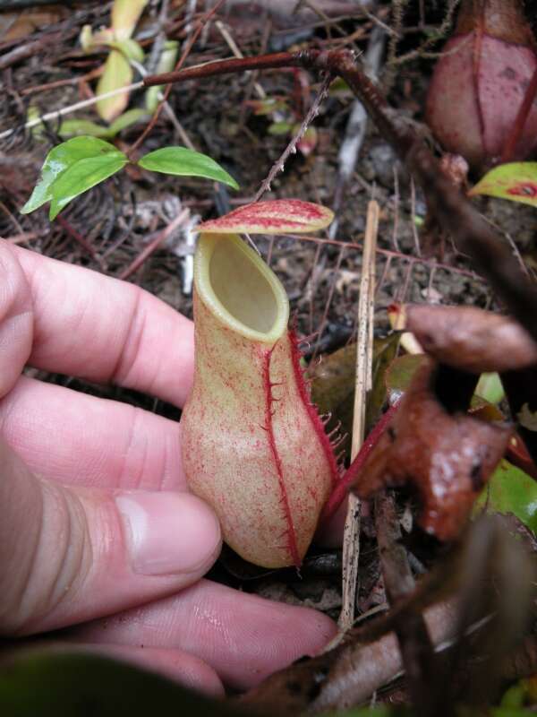 Image of Nepenthes benstonei C. Clarke