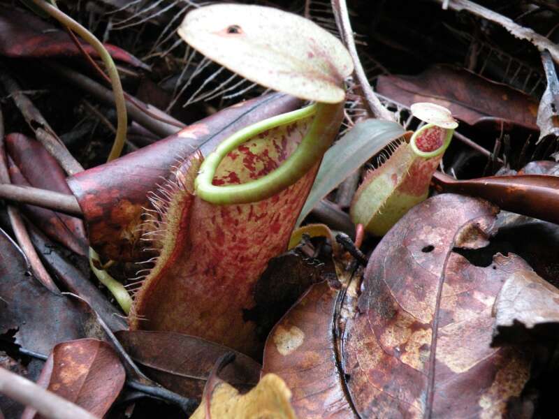 Image of Nepenthes benstonei C. Clarke