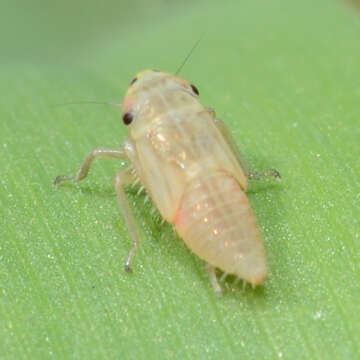 Image of Gray Lawn Leafhopper