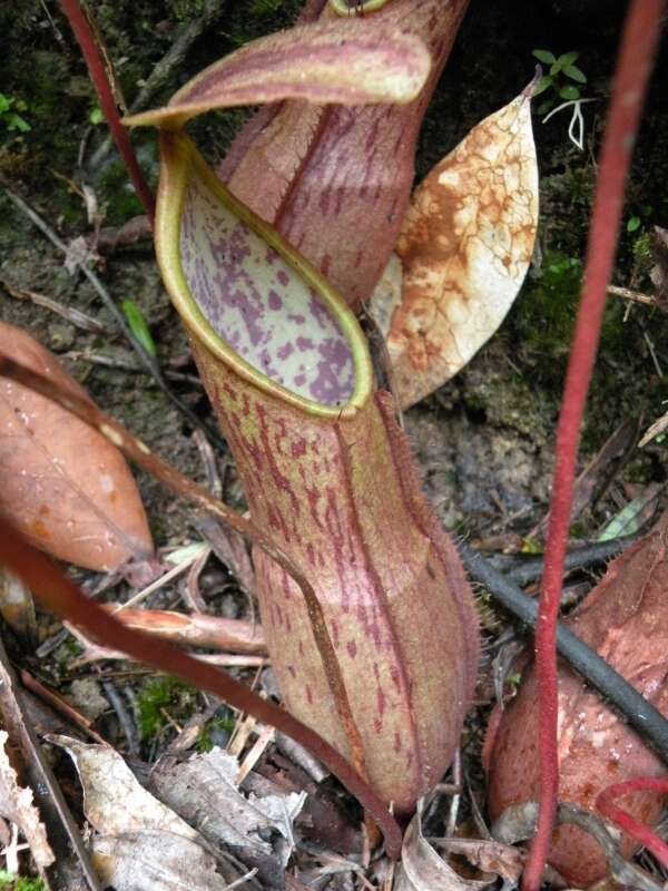 Image of Nepenthes benstonei C. Clarke