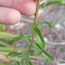 Plancia ëd Solidago odora subsp. chapmanii (A. Gray) Semple