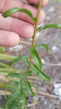 Image of Chapman's goldenrod