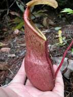 Image of Nepenthes benstonei C. Clarke