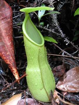 Image of Nepenthes benstonei C. Clarke