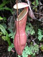 Image of Nepenthes benstonei C. Clarke