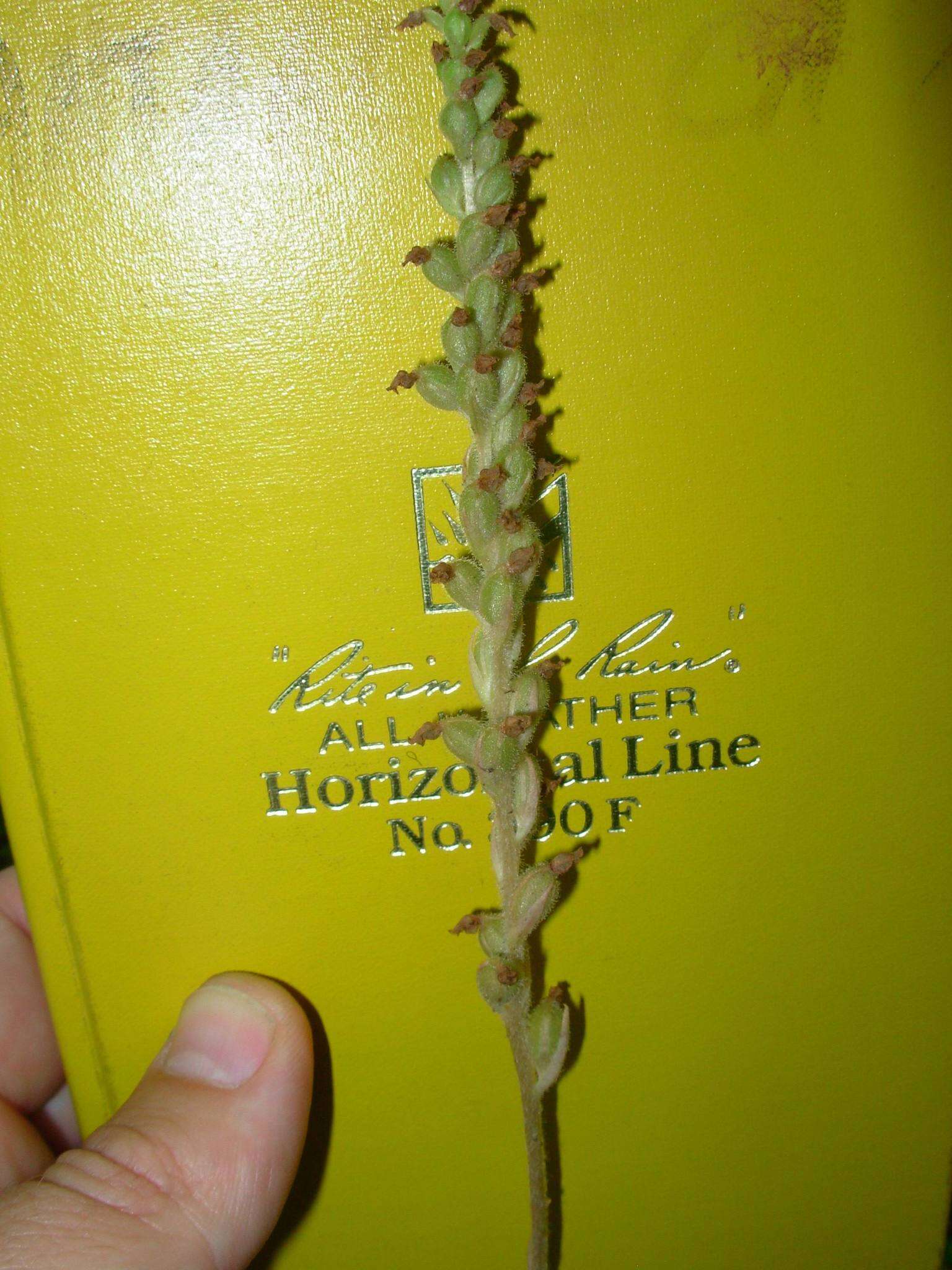 Image of Checkered rattlesnake plantain