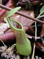 Image of Nepenthes benstonei C. Clarke