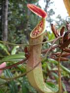 Слика од Nepenthes benstonei C. Clarke