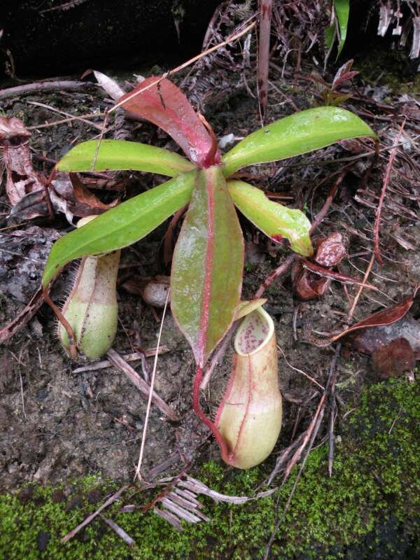 Image of Nepenthes benstonei C. Clarke