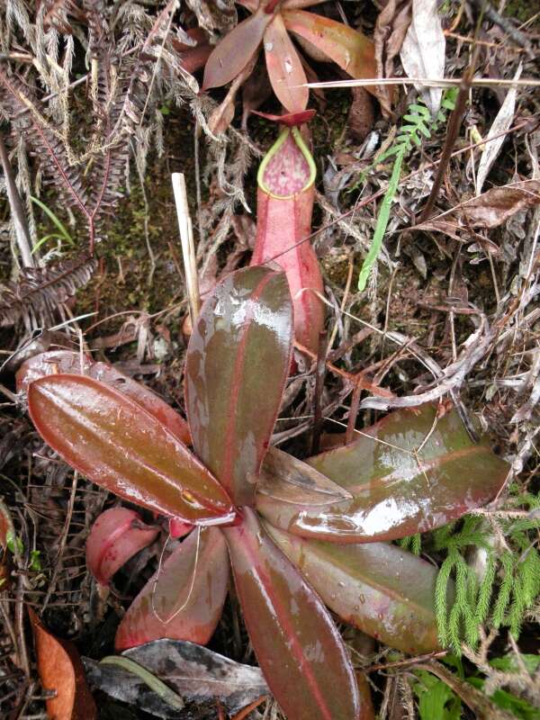 Image of Nepenthes benstonei C. Clarke