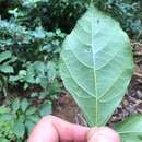 Image of Mallotus claoxyloides (F. Muell.) Müll. Arg.