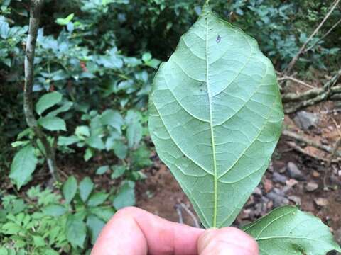 صورة Mallotus claoxyloides (F. Muell.) Müll. Arg.