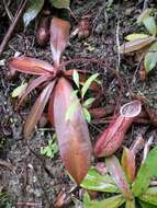 Image of Nepenthes benstonei C. Clarke