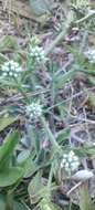 Eryngium nudicaule Lam. resmi