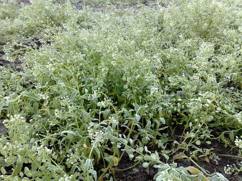 Image of field pennycress