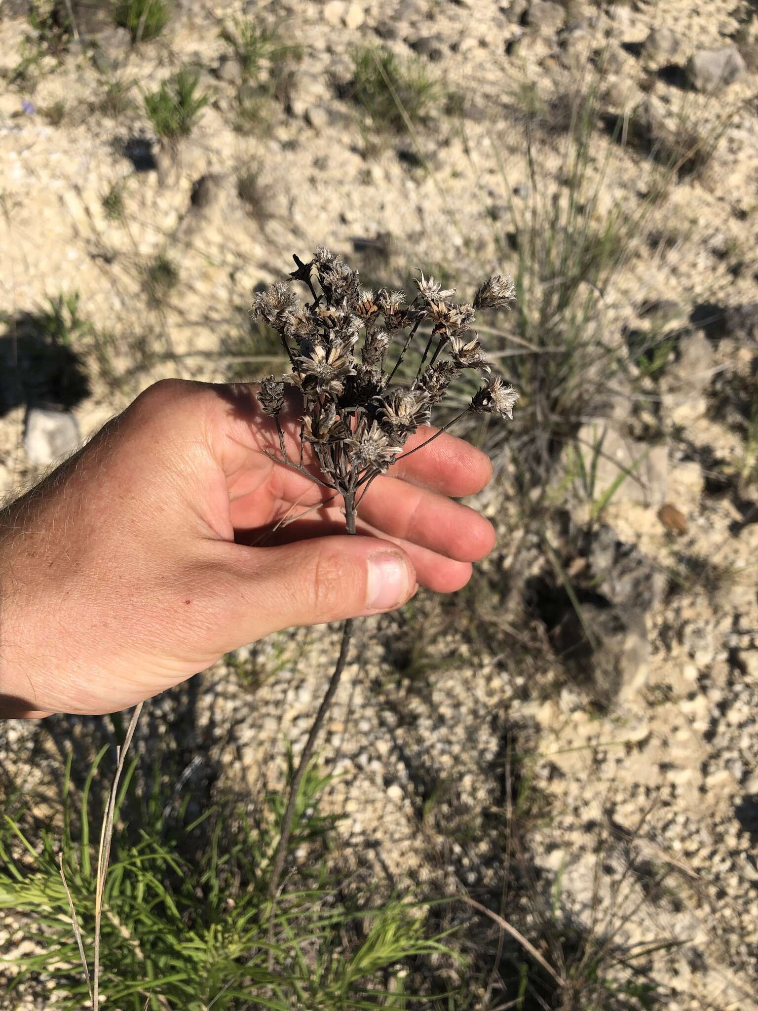 Image of woolly ironweed