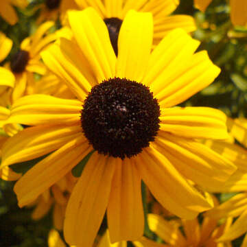 Image de Rudbeckia fulgida Ait.