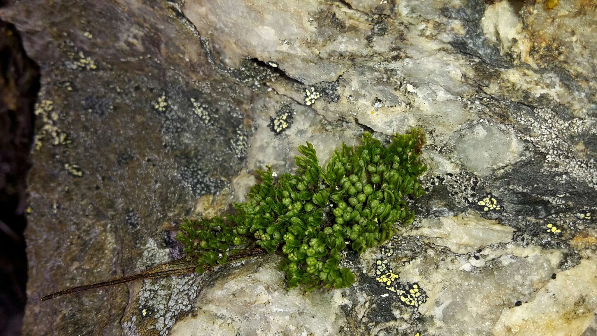 Image de Hymenophyllum villosum Col.