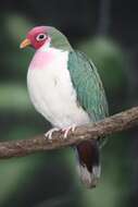 Image of Jambu Fruit Dove