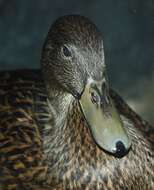 Image of Meller's Duck