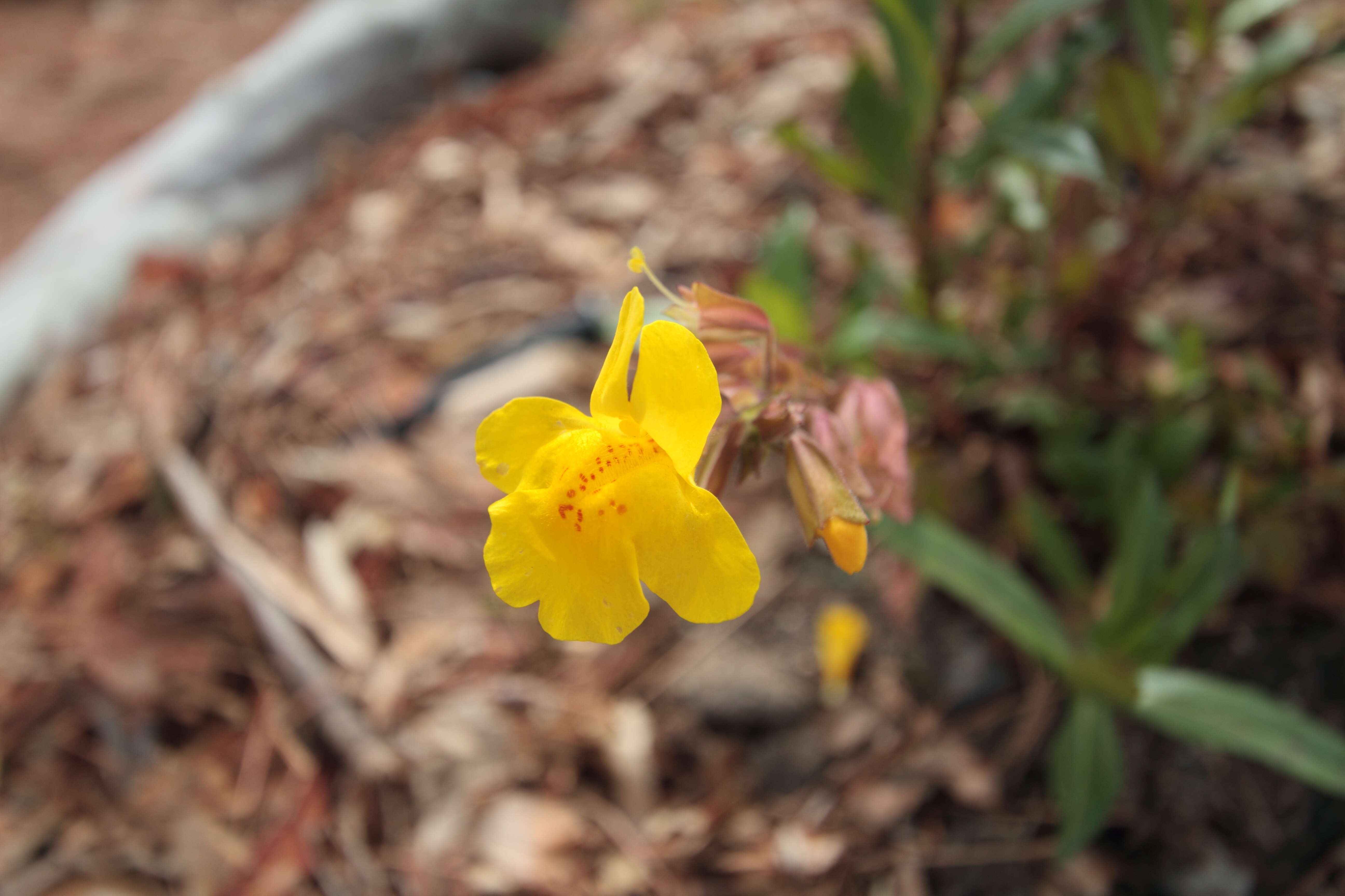 Image of Erythranthe guttata (DC.) G. L. Nesom