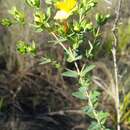 Image of Myrtle-Leaf St. John's-Wort