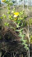 Image of Myrtle-Leaf St. John's-Wort