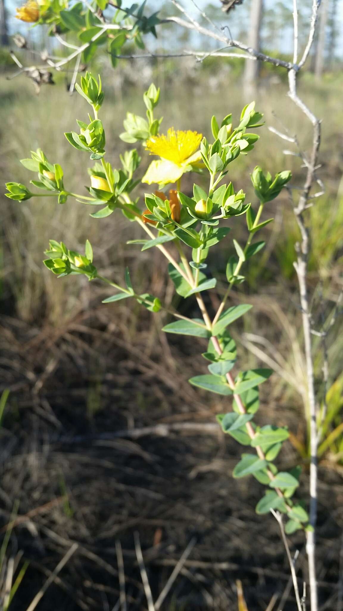 Image de Hypericum myrtifolium Lam.