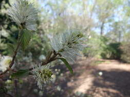 Imagem de Fothergilla major (Sims) Lodd.