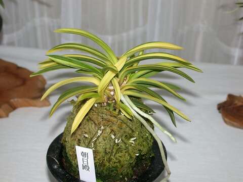 Image de Vanda falcata (Thunb.) Beer