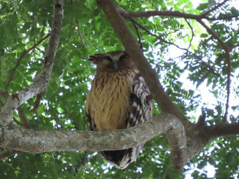 Image of Buffy Fish Owl