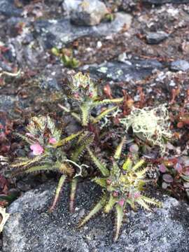 Imagem de Pedicularis hirsuta L.