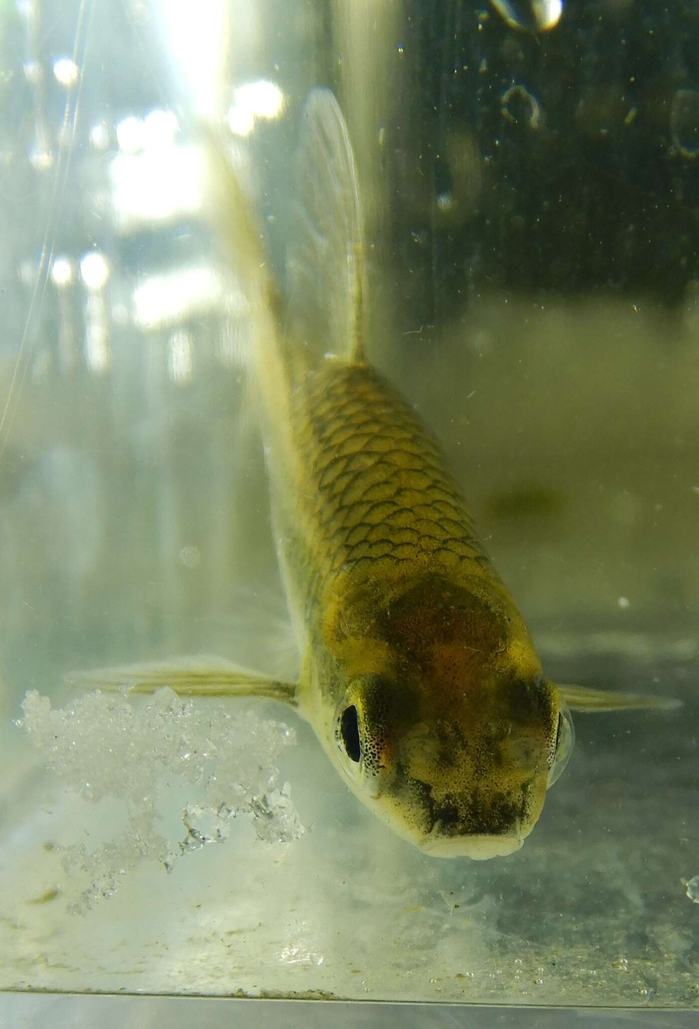 Image of Blacknose Shiner