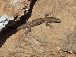 Image of Iberian Wall Lizard