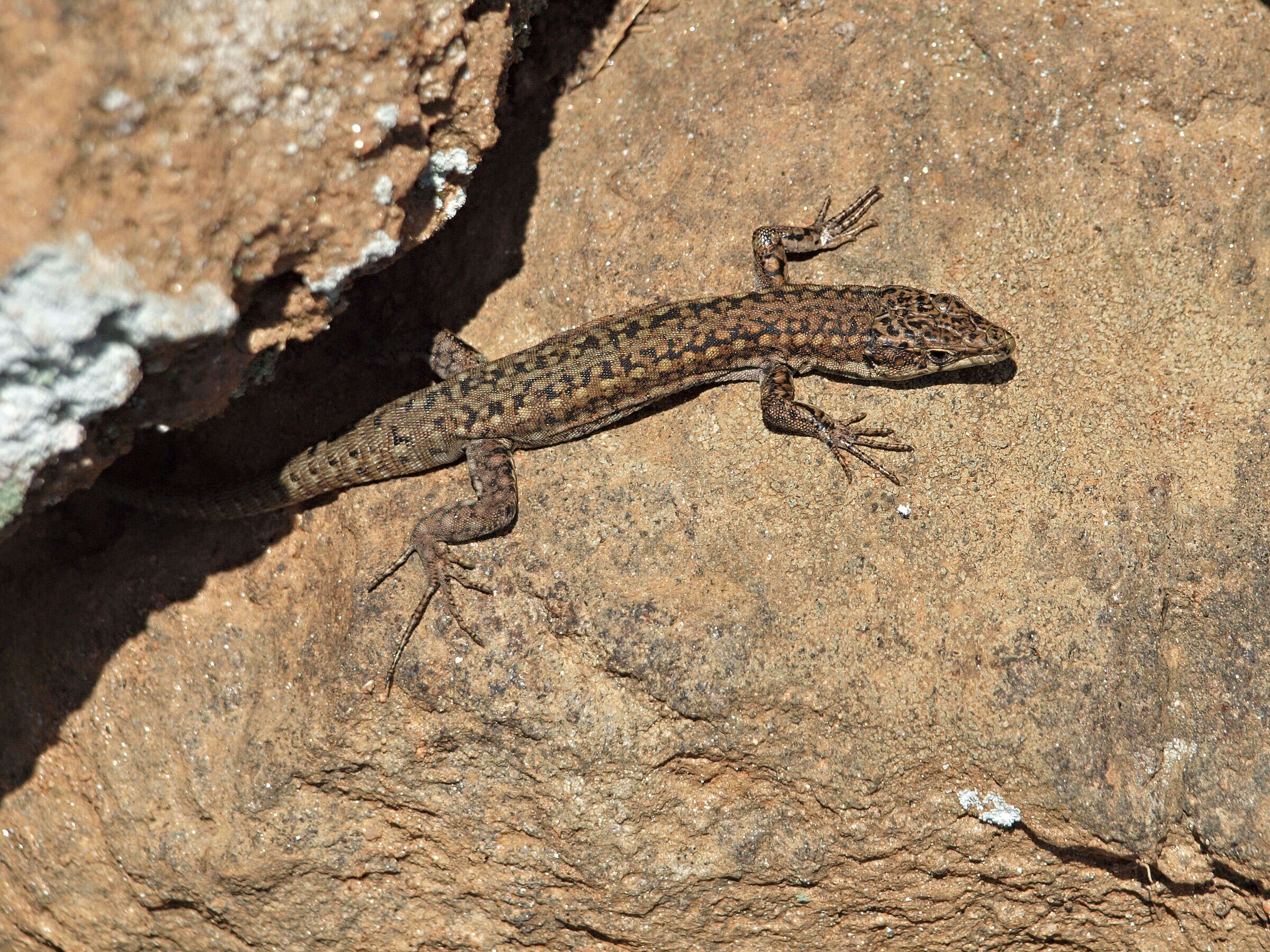 Image of Iberian Wall Lizard