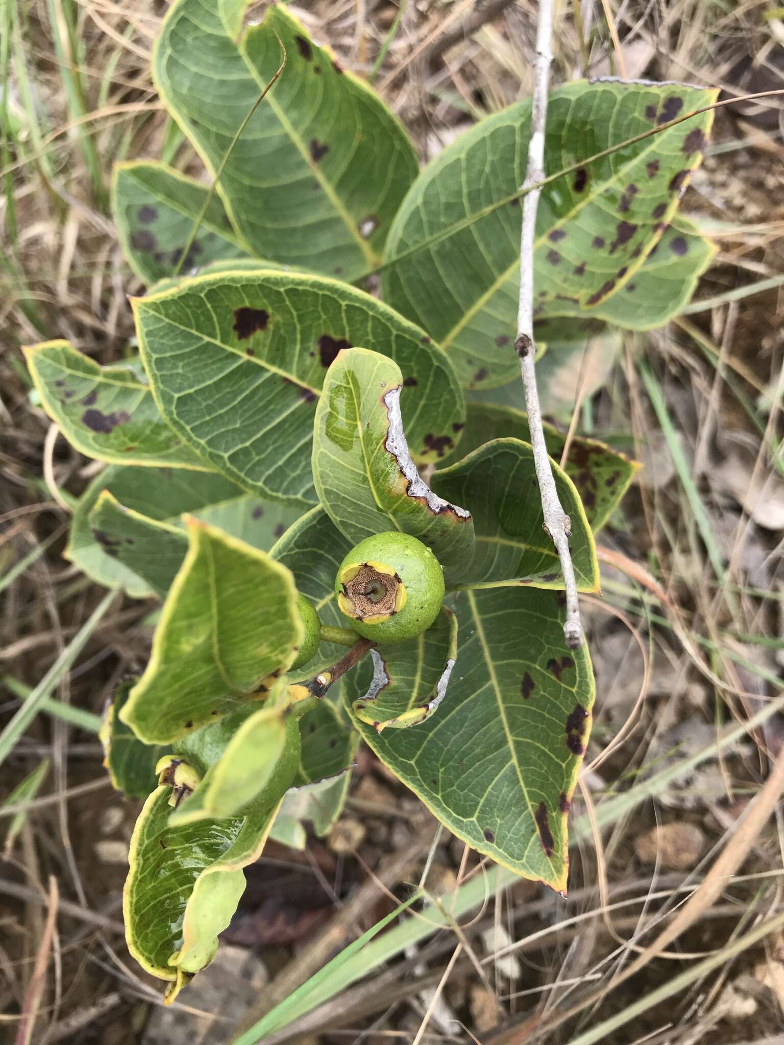 Image of Psidium firmum Berg