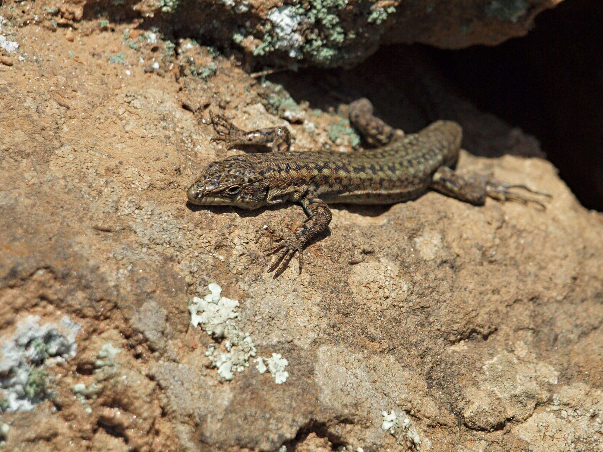 Image of Iberian Wall Lizard