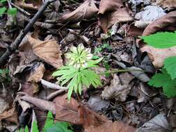 Image of Eranthis stellata Maxim.