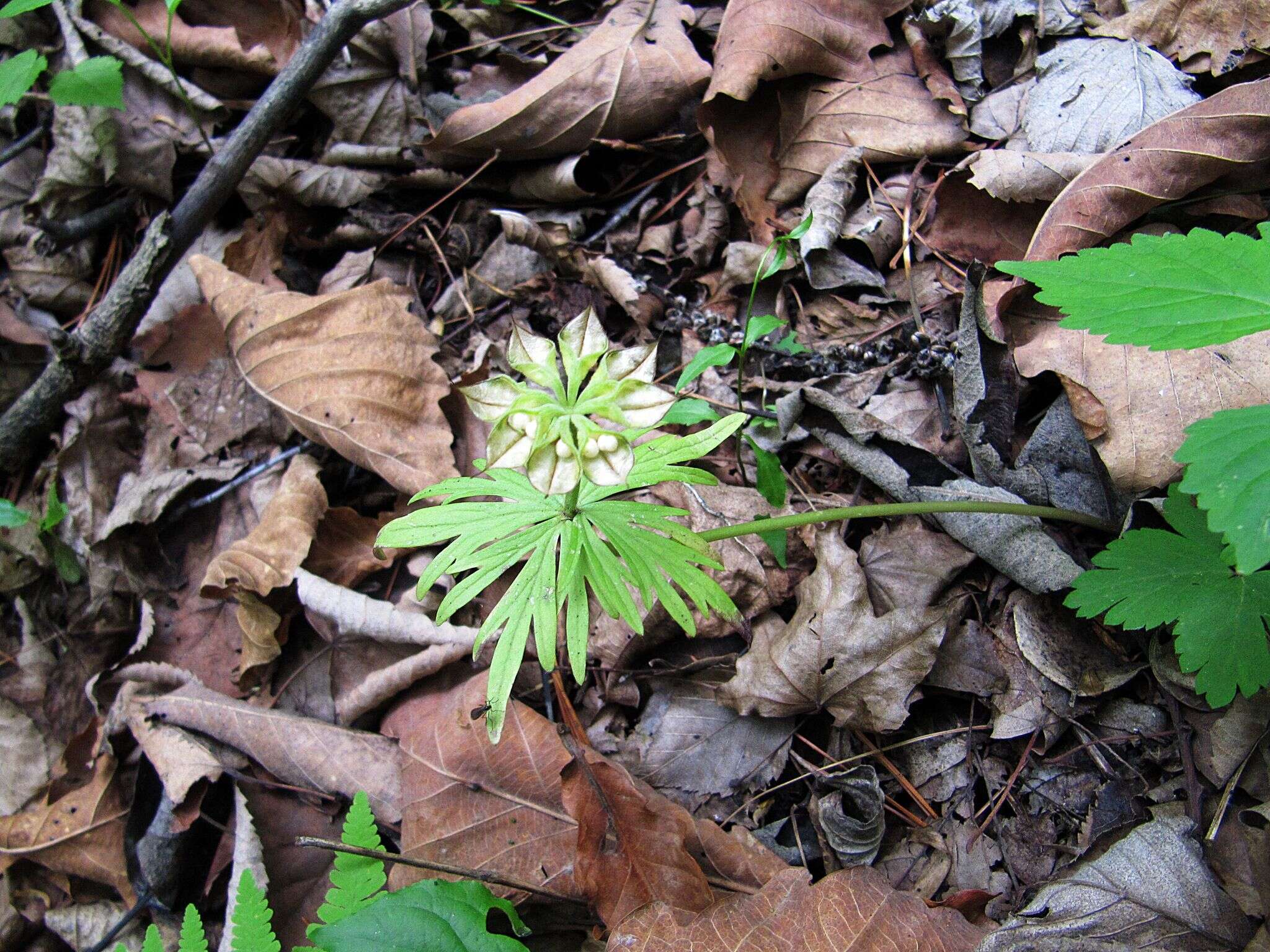 Image of Eranthis stellata Maxim.