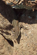 Image of Iberian Wall Lizard