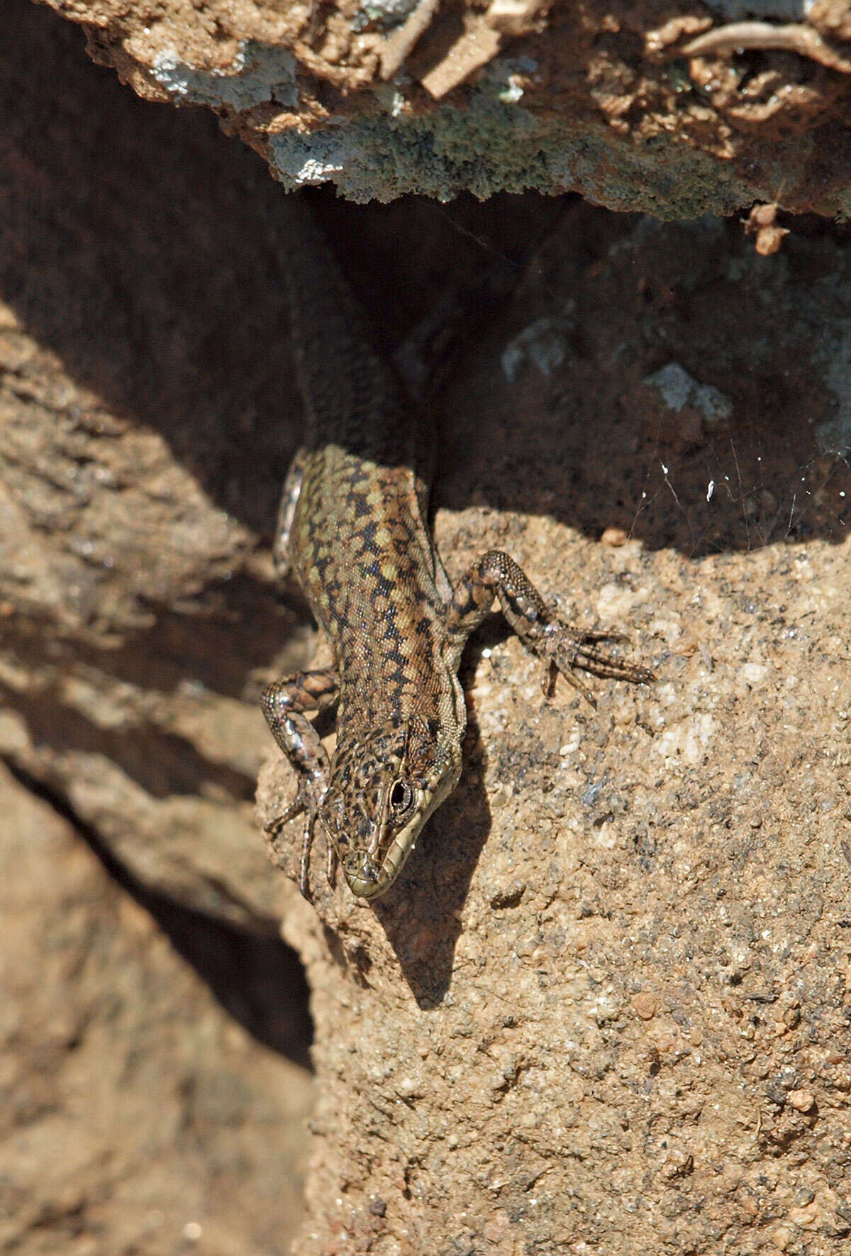 Imagem de Podarcis hispanicus (Steindachner 1870)