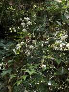 Image of Clematis parviloba Gardn. & Champ.