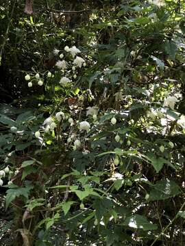 Imagem de Clematis parviloba Gardn. & Champ.