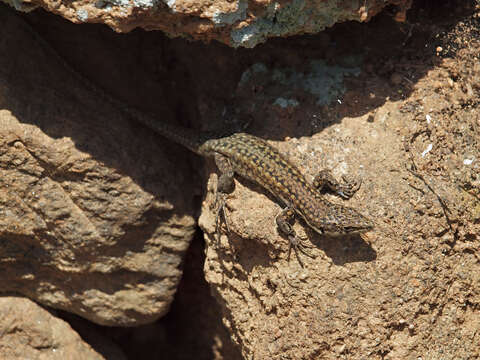 Image of Iberian Wall Lizard