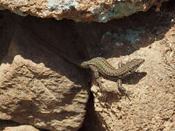 Image of Iberian Wall Lizard