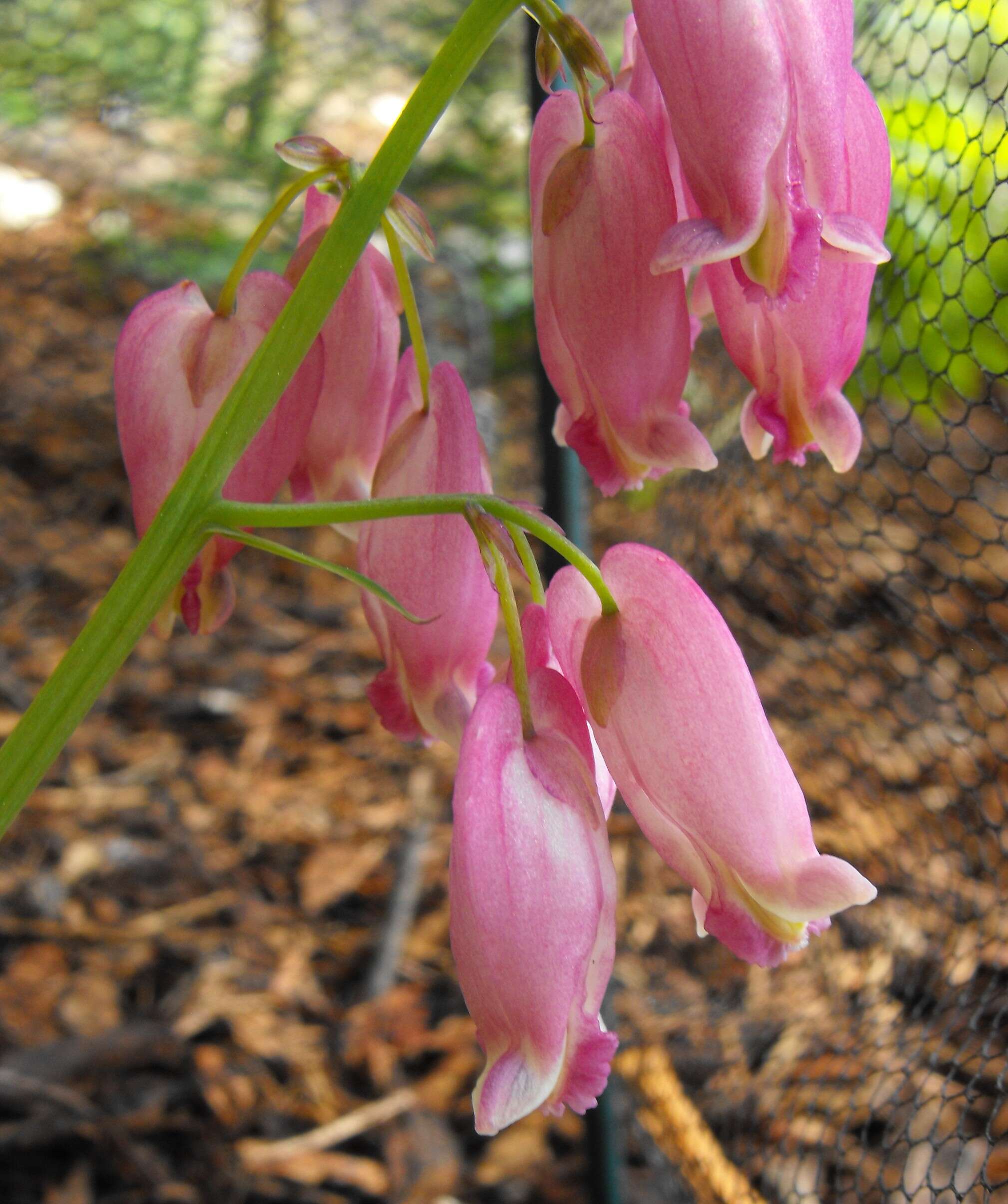 Image of Pacific bleeding heart